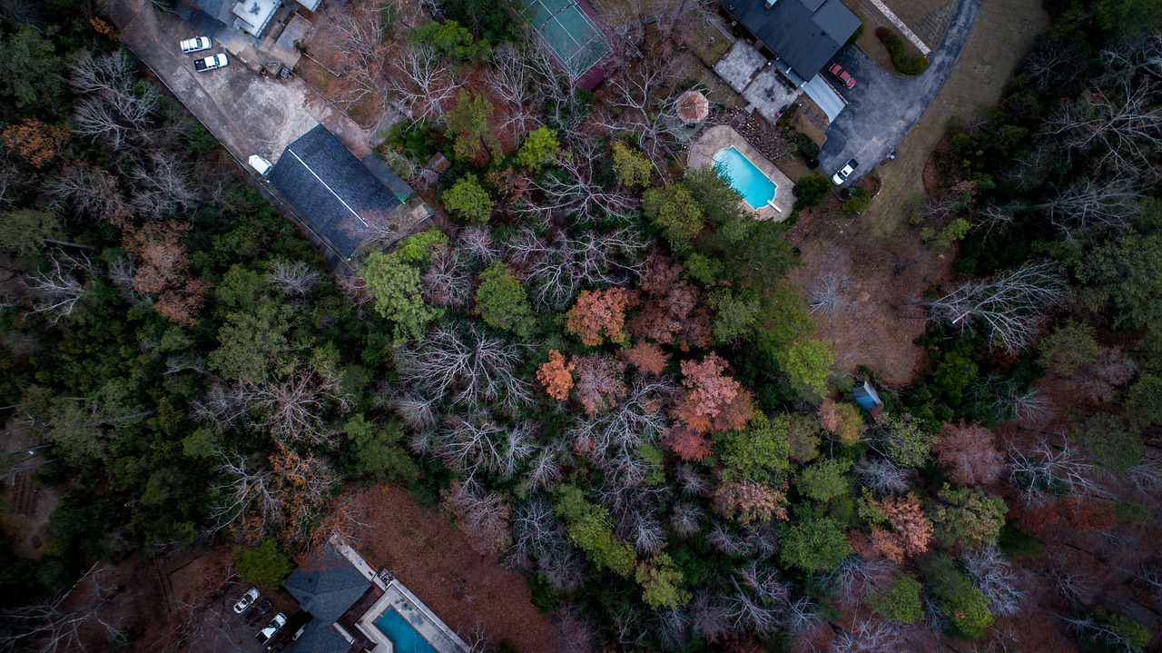 邓为仙台有树口碑，邓为仙台之树，口碑赞誉传颂不绝